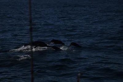 DSC_6660 (Large).JPG